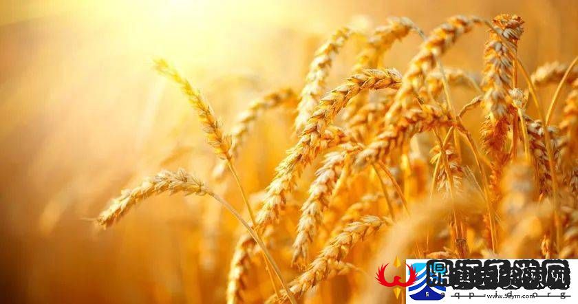 韩国朋友家的麦子友